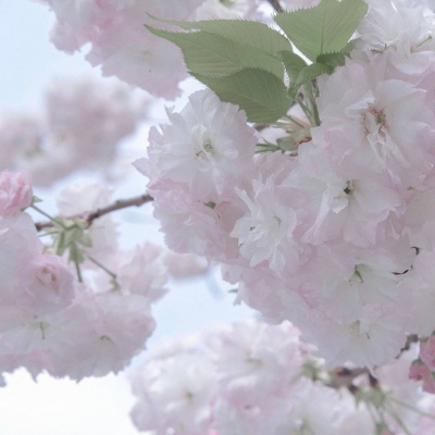 兽设国风设计灵感FurryQQ群